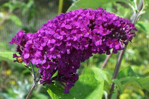 Jacksons Nurseries Buddleja Royal Red