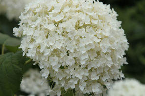 RHS Hydrangea arborescens 'Annabelle'