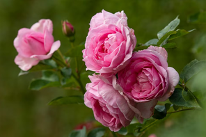 RHS Rosa Mum in a Million