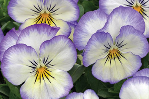Hayloft Viola cornuta Penny 'Purple Picotee'