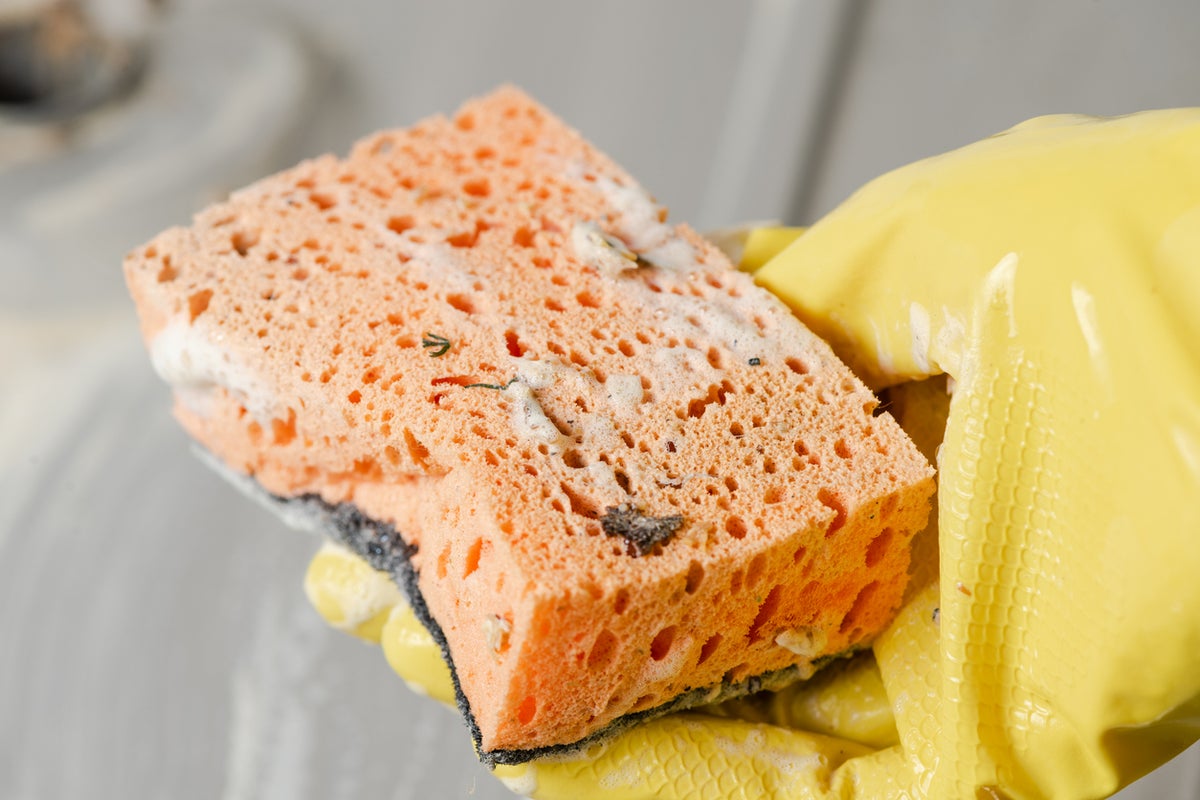 Scientists found bacteria linked to food poisoning can survive for weeks inside kitchen sponges Scientists found bacteria linked to food poisoning can survive for weeks inside kitchen sponges