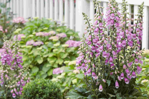 Hayloft Digitalis 'Panther'