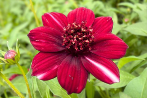 Hayloft Cosmos atrosanguineus Black Forest