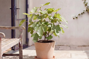 Beards & Daisies Fig Tree
