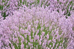 Hayloft Lavandula angustifolia 'Rosea'