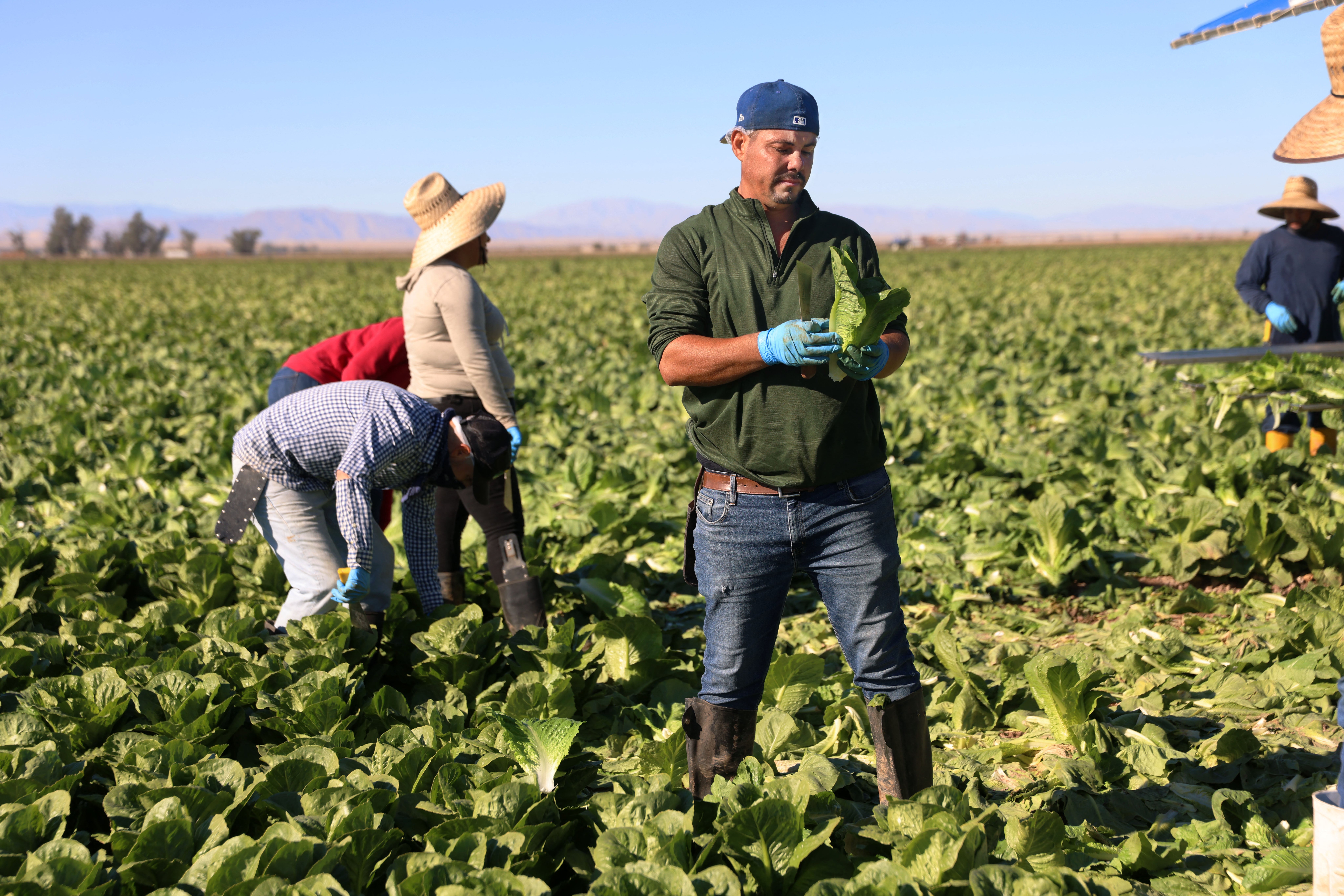 Lettuce has been tied to many foodborne illness outbreaks in recent years. The beloved leafy green can trap pathogens, parasite and more