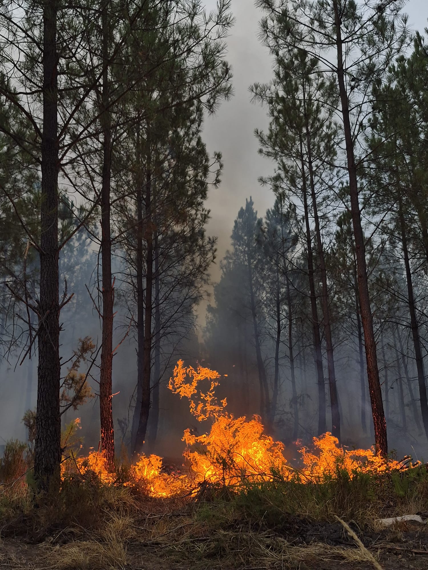 Fires continue to spread across the Gironde region, forcing residents from their homes and jobs. Esteban de Riberolles said his clinic in Le Porge was closed, while many of his clients had left the region.