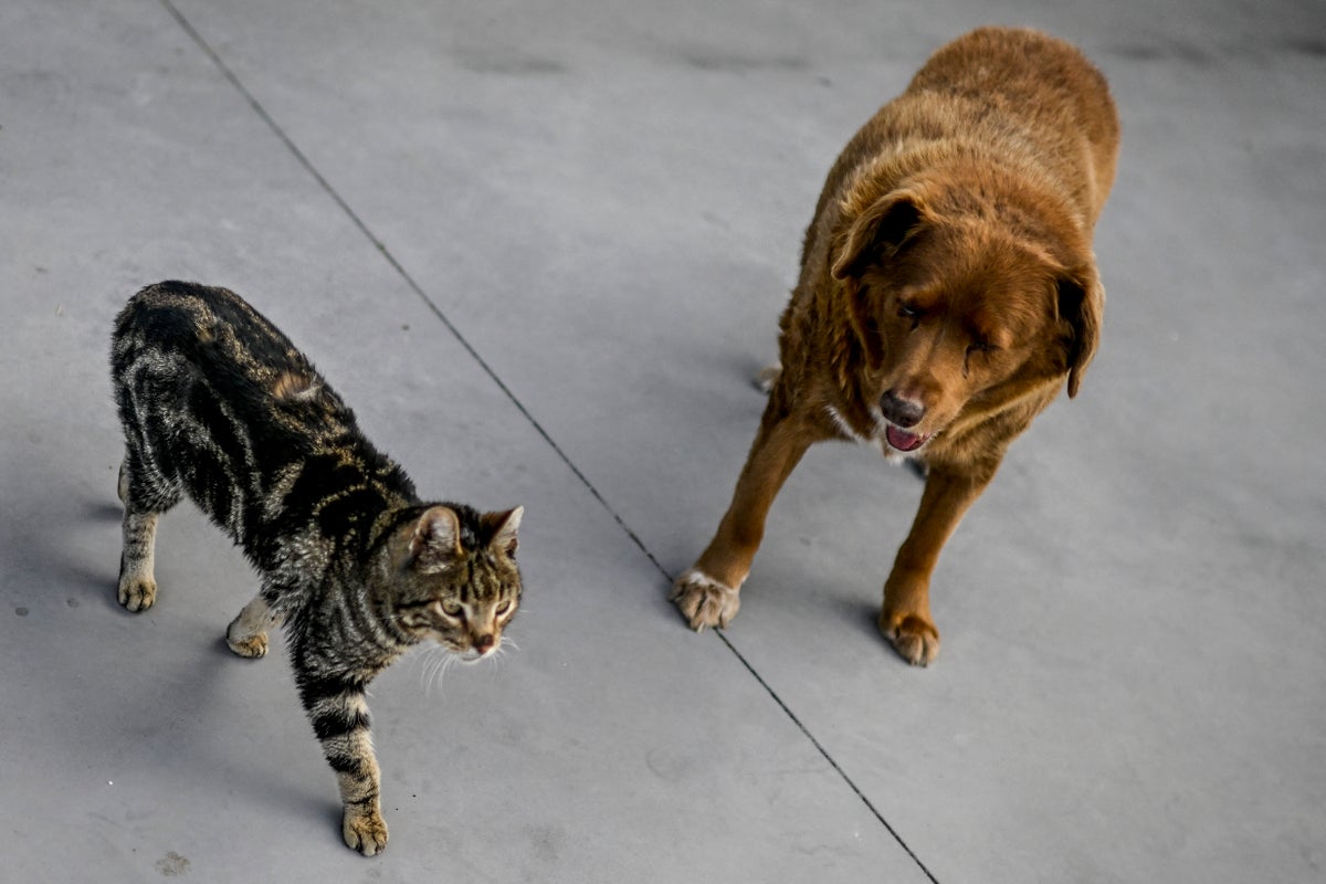 WHO priority 1 superbug moves between pets and humans, study finds