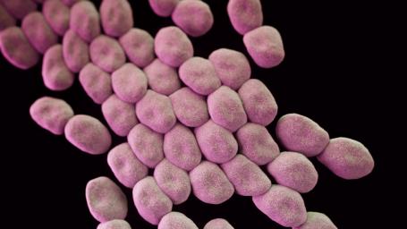 Highly magnified cluster of Acinetobacter baumannii bacteria (Public Health Image Library)