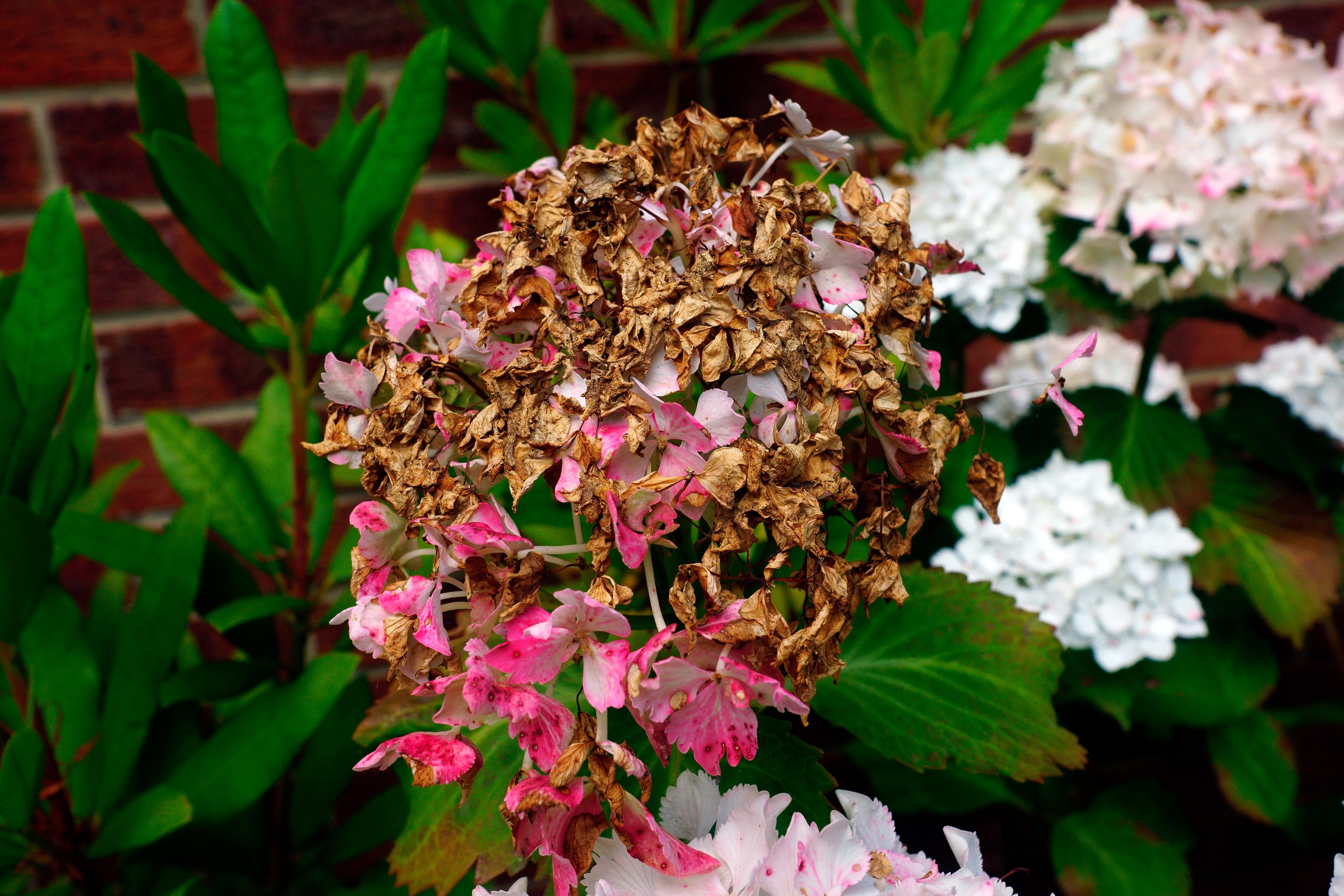 Give the thirsty plants some extra TLC (Alamy/PA)