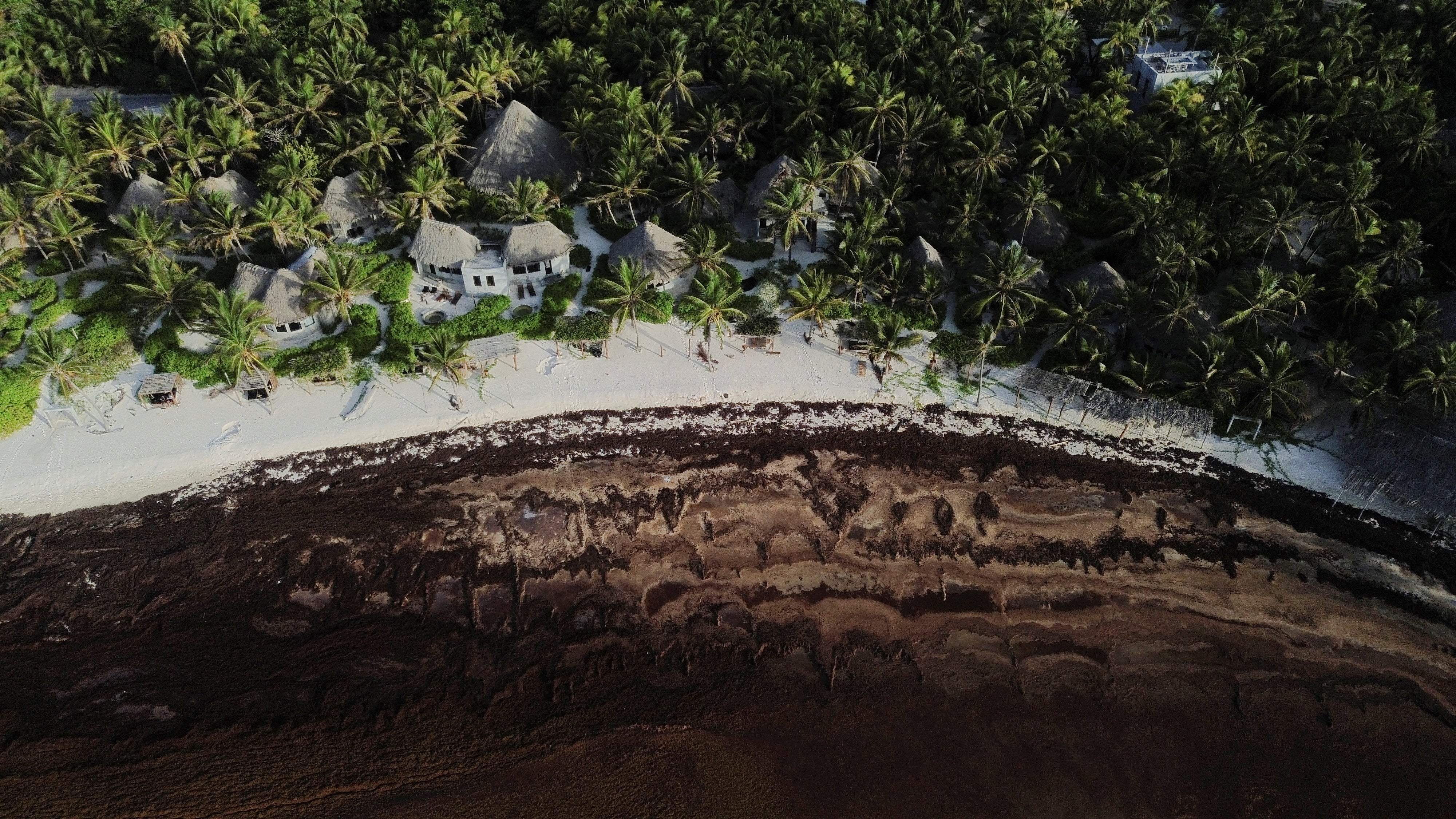 Once stranded on beaches, sargassum quickly begins to rot, releasing a stench often compared to rotten eggs