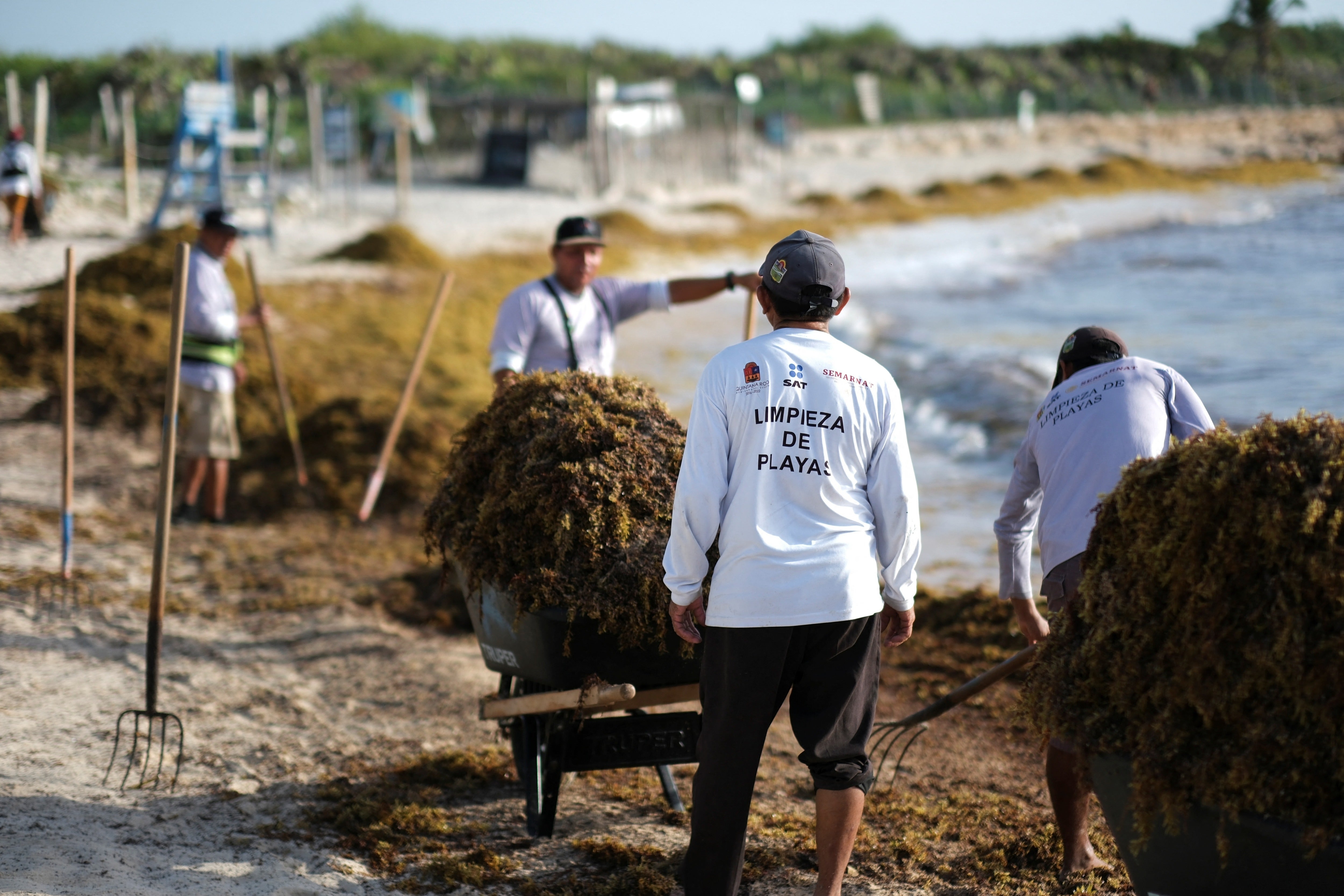 Workers who shoveled sargassum off beaches in the past report itchy and burning skin, headaches, fatigue and nausea linked to the algae, according to a 2025 study published in a scientific journal