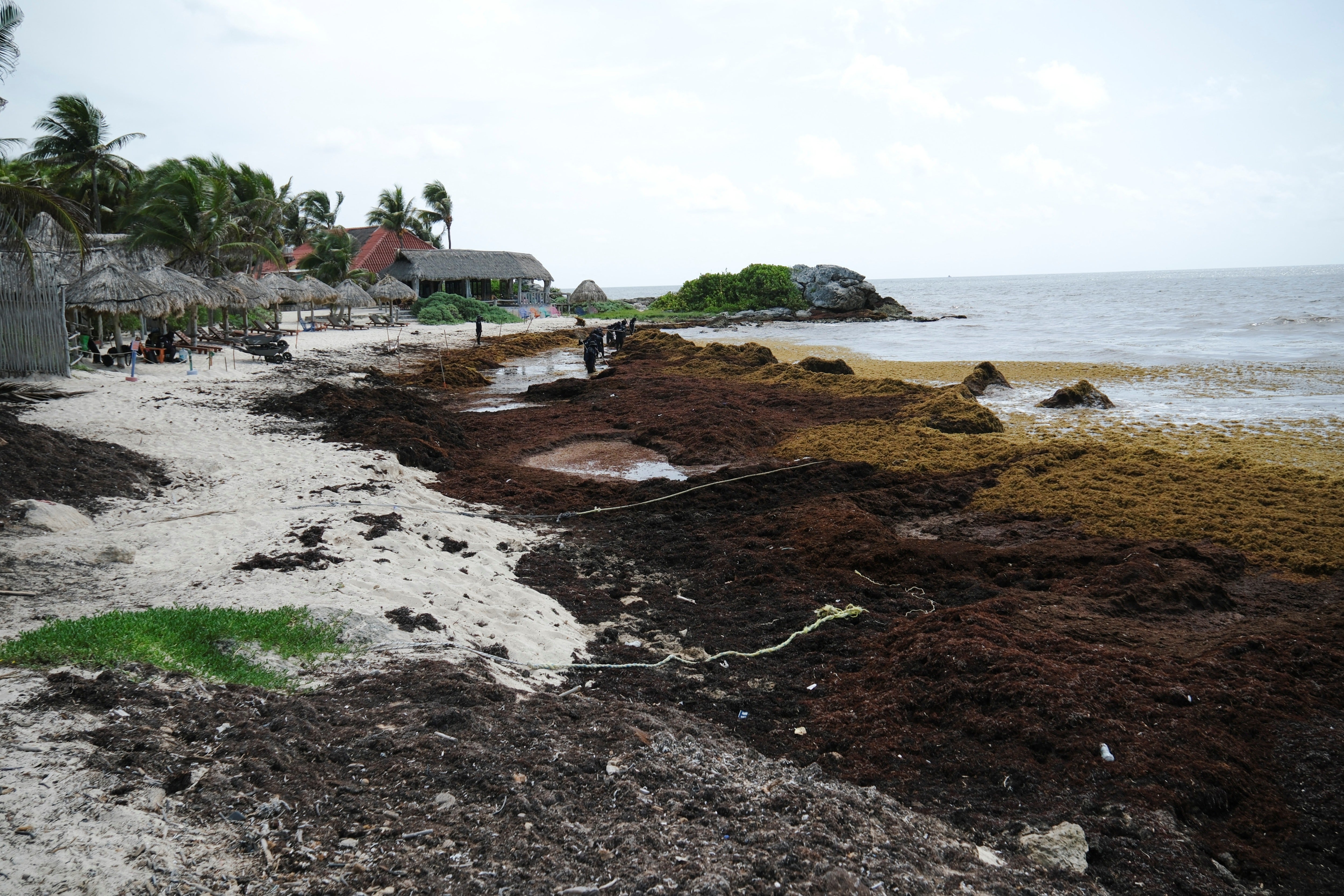 In recent weeks, dozens of Quintana Roo beaches have been placed on red alert for the algae, some even closing