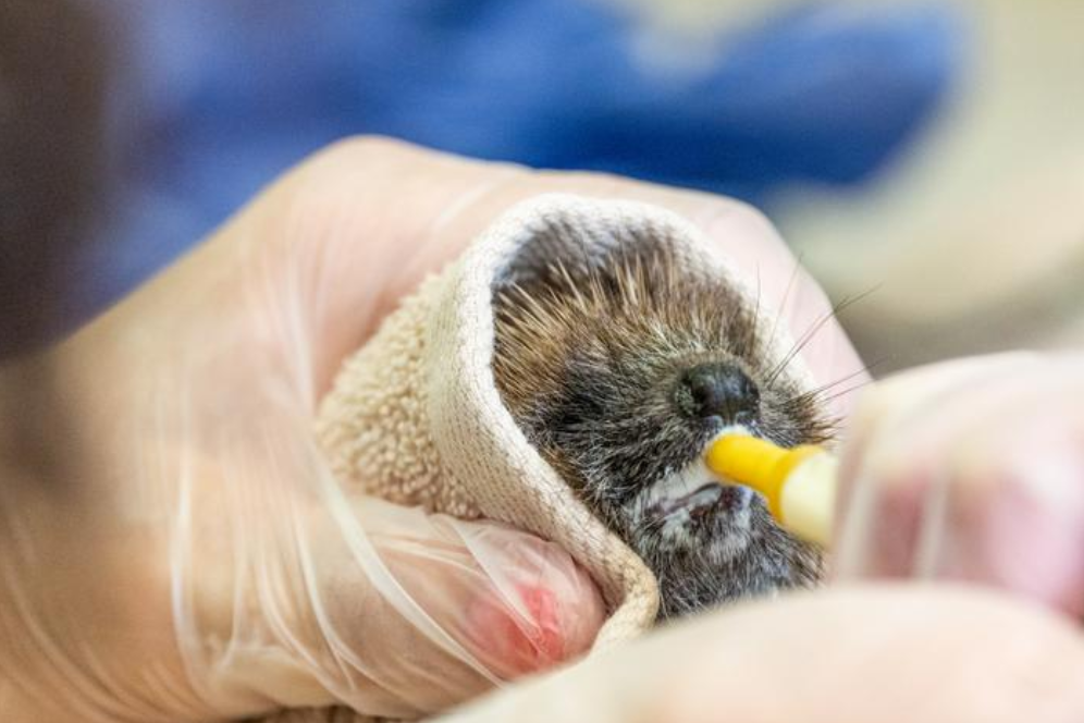 A hedgehog being cared for after suffering heatwave (RSPCA/PA)