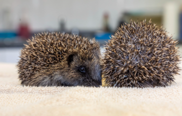 Hedgehogs in a rescue centre (PA)