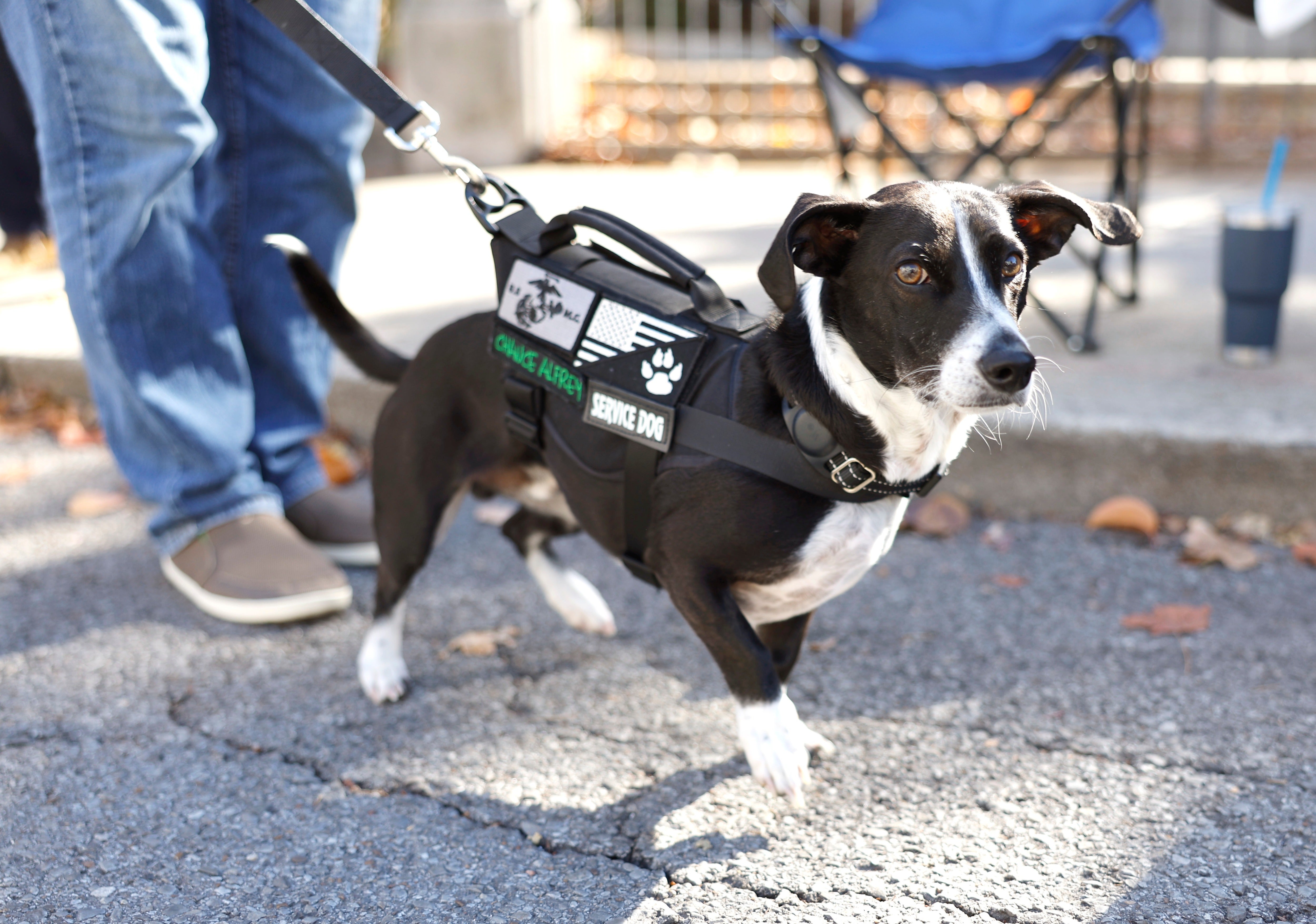 Service Animals are trained to perform a task directly related to a person’s disability, according to the ADA (Getty Images)