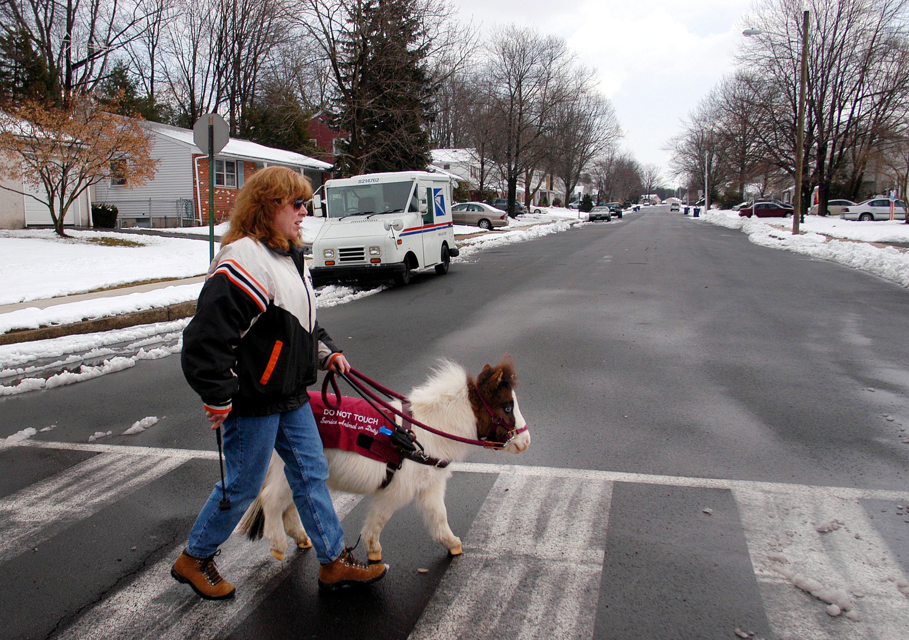 Miniature horses are the only non-dog species recognized by the ADA as service animals (Getty Images)