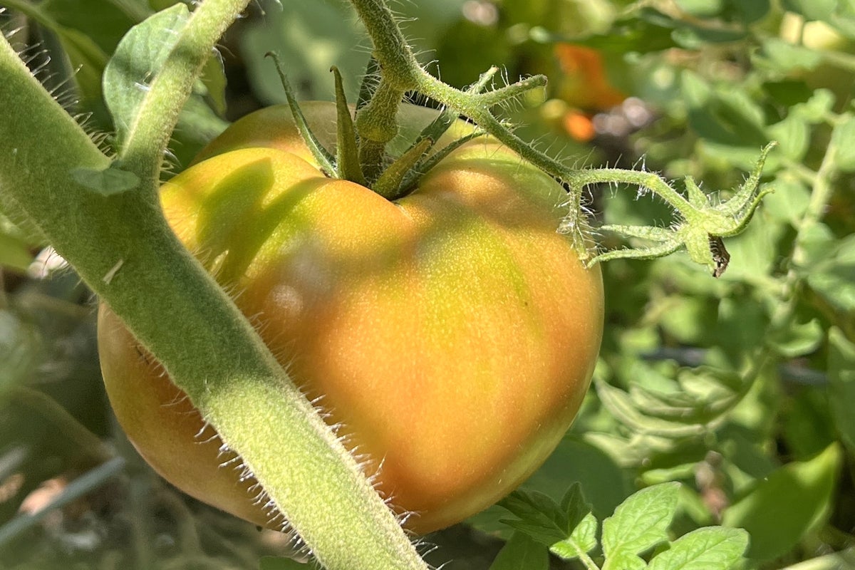 The seven garden vegetables you&rsquo;re probably harvesting at the wrong time