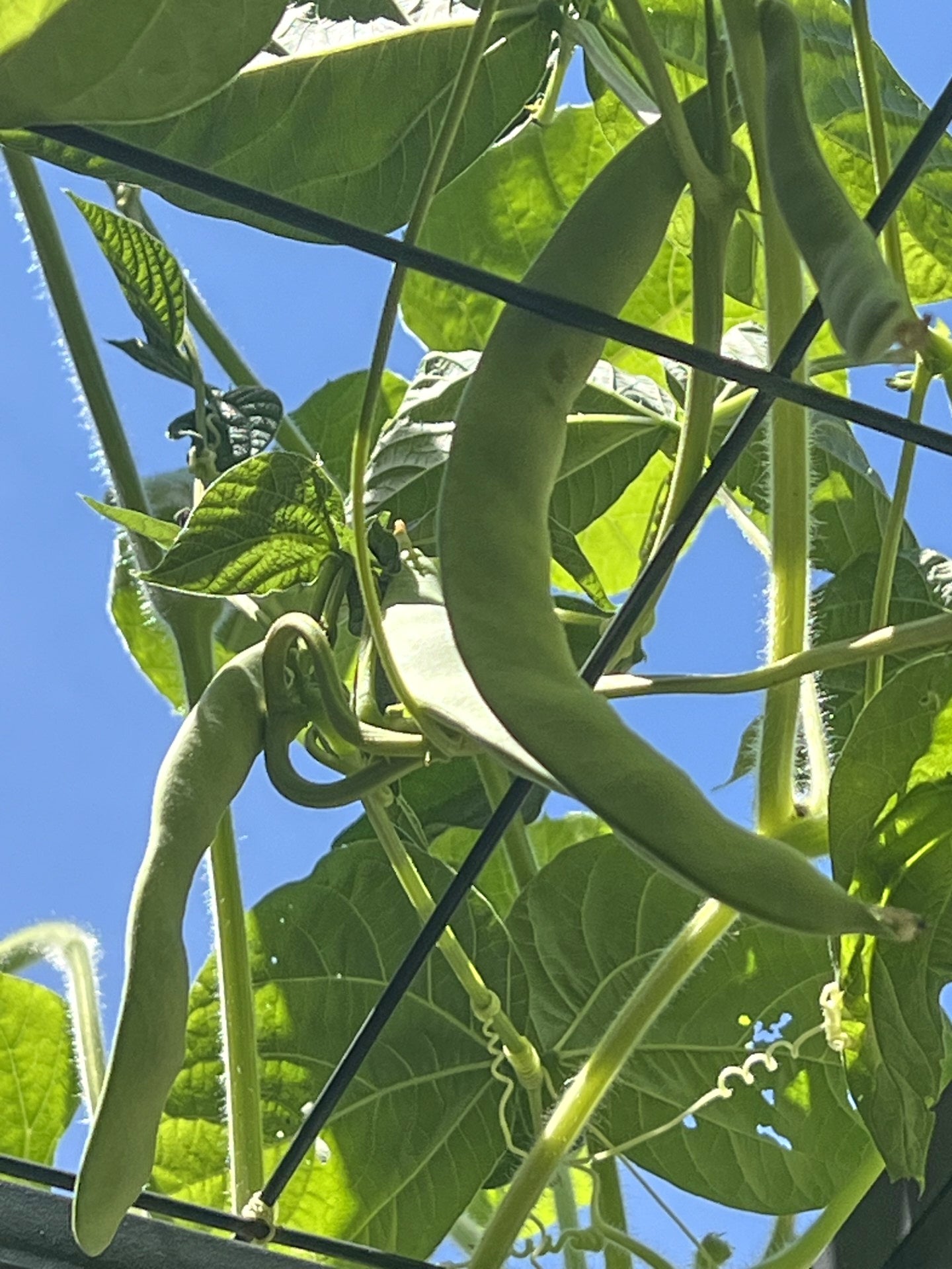 Timing harvests is a delicate balancing act for gardeners, often demanding a choice between optimal flavor and yield (Jessica Damiano via AP)
