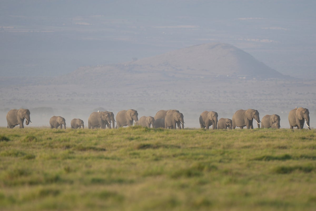 The deaths of 15 elephants in Kenya's Amboseli National Park spark investigation