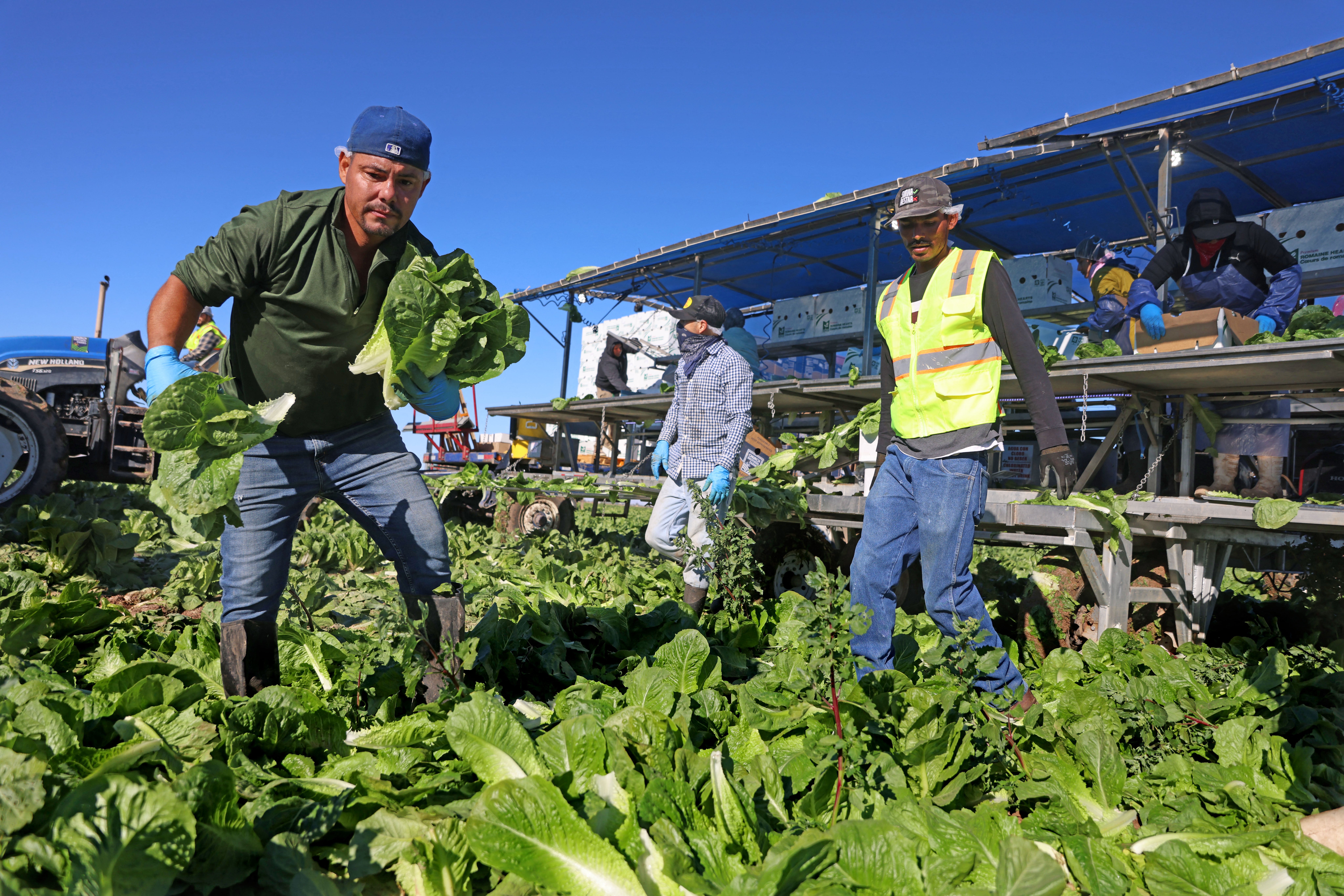 Lettuce and other fresh produce are responsible for nearly half of foodborne illness cases every year