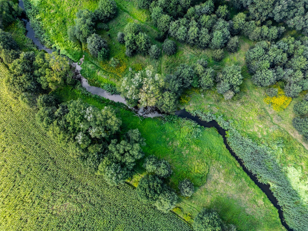 This popular European country is creating huge forests around 10 major cities