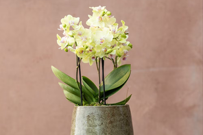 Crocus Phalaenopsis Boquetto Sensation Orchid 