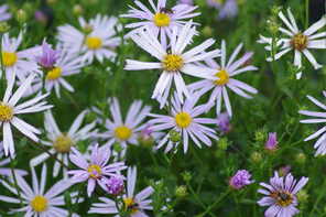 Beth Chatto Gardens Aster pyrenaeus 'Lutetia'