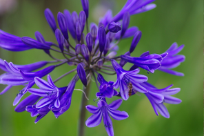 Beth Chattos Gardens Agapanthus 'Midnight Star'