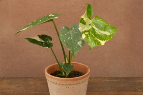Crocus Monstera 'Thai Constellation'