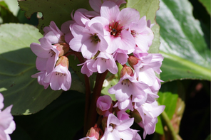 Beth Chatto Gardens Bergenia 'Biedermeier'