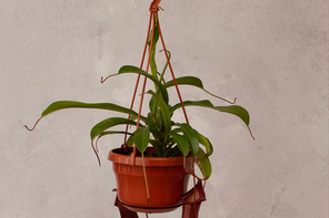 Crocus Nepenthes 'Bill'
