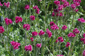 Beth Chatto Gardens Antennaria doica 'Rubra'