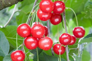 Pomona Fruits Cherry Tree 'Morello'