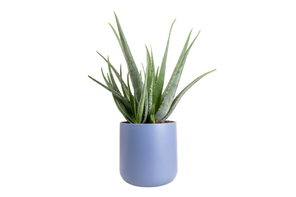 Hortology aloe vera