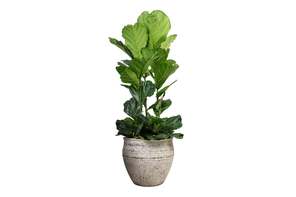 Hortology Ficus lyrata