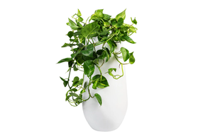 Hortology epipremnum aureum