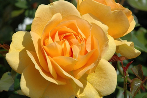 Peter Beales Roses Absolutely Fabulous (Bush)