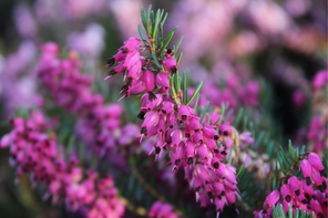 Ashwood Nurseries Erica carnea ‘Nathalie’