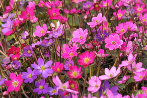 Ashwood Nurseries Hepatica japonica var. nipponica f. magna collection of 5 plants