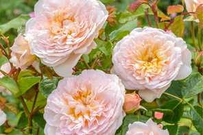 Ashwood Nurseries Rosa ‘Emily Brontë’