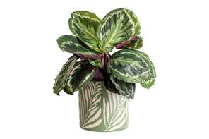 Hortology Calathea roseopicta Medallion
