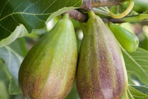 Pomona Fruits Fig Tree 'Brunswick'