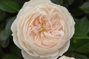 Peter Beales Roses Macmillan Nurse (Bush)