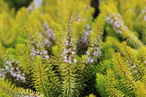 Ashwood Nurseries Erica vagans ‘Yellow John’
