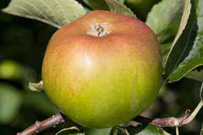 Pomona Fruits Apple Tree 'Bramley 20'