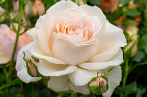 Peter Beales Roses Chandos Beauty