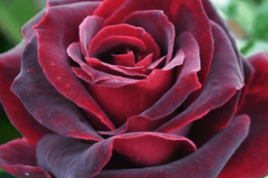 Peter Beales Roses Black Baccara