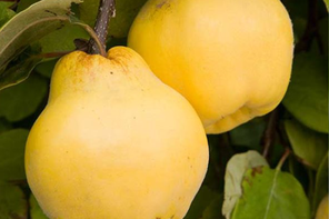 Pomona Fruits Quince Tree 'Meeches Prolific'