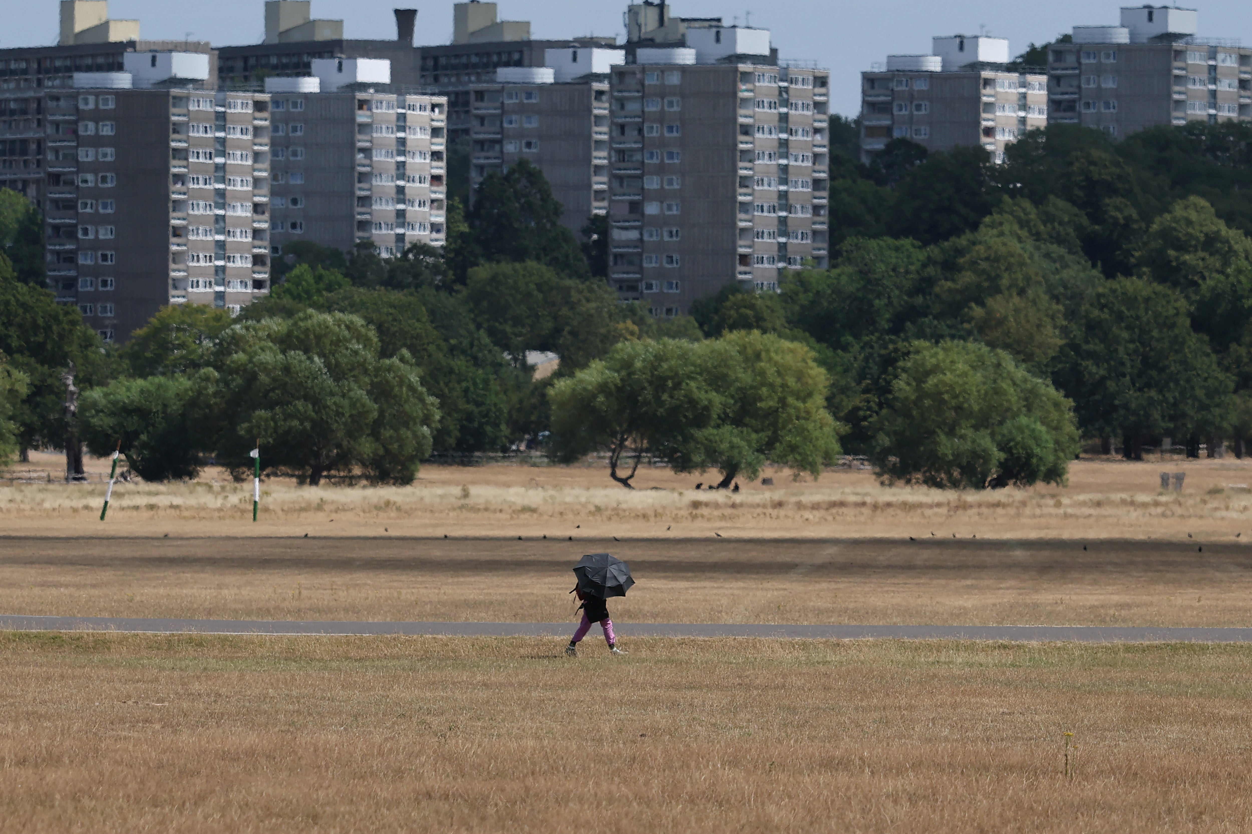 A person uses an umbrella to shield from the sun whilst walking through parched grassland in Richmond Park (Reuters)